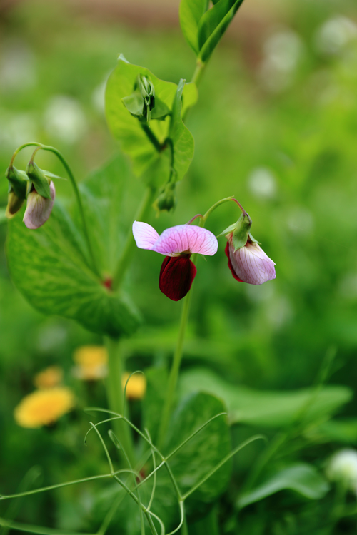 1571103251287667.jpg 184.JPG